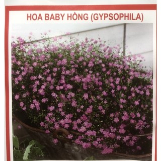 Hạt Giống Hoa Baby Hồng (Gypsophila)