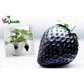 100 hạt giống dâu tây đen chịu nhiệt sai quả