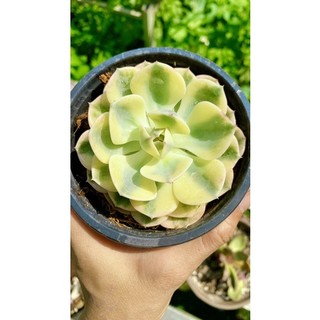 sen đá đất xanh var