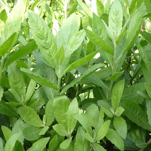 Lá Cúc Tần tươi 1kg