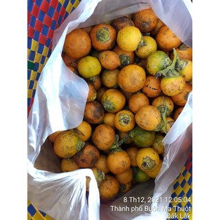 1 kg hạt giống cây cau cao tứ quý ]