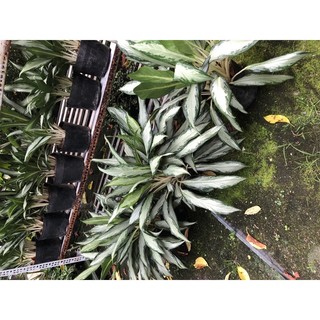 Chậu cây giữ tiền
