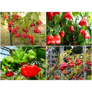 30 hạt giống ớt hoa hồng