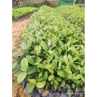 Cây sim rừng ăn quả