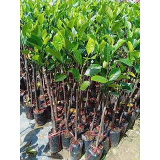 Cây giống Mít Ruột Đỏ sơ đỏ GDFG ( chuyên cây giống )
