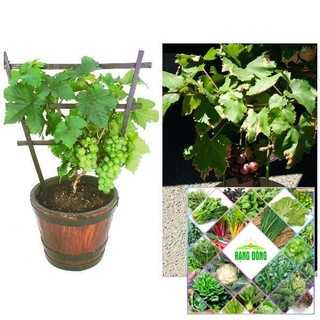 Gói 20 hạt giống nho lùn xanh