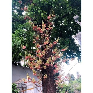 Cây sala hoa thơm ngát