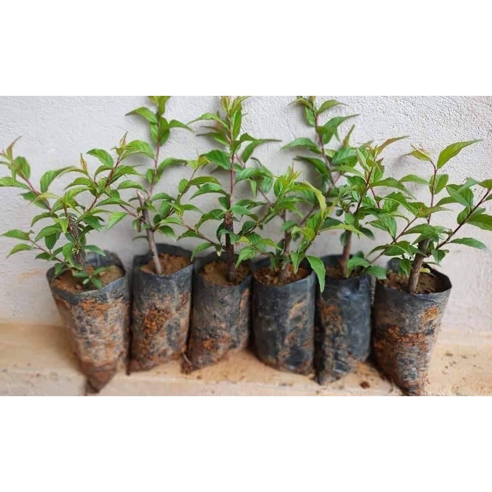 CÂY GIỐNG NHẤT CHI MAI