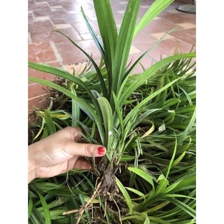 Cây lá dứa rễ trần, không bầu đất