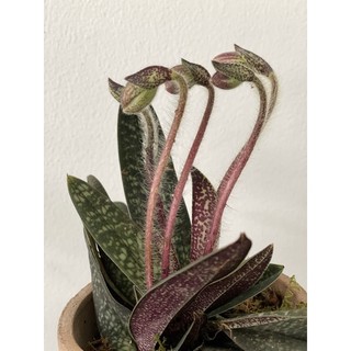 Cây hoa Lan Hài Đỏ - Paphiopedilum Delenatii Dễ Chăm