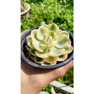 sen đá đất xanh var