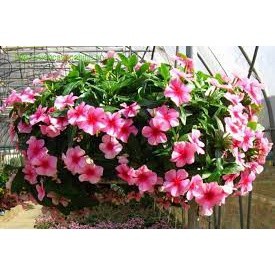 Gói 50 hạt giống hoa dừa cạn rủ nhiều màu sắc  PHÚ ĐIỀN