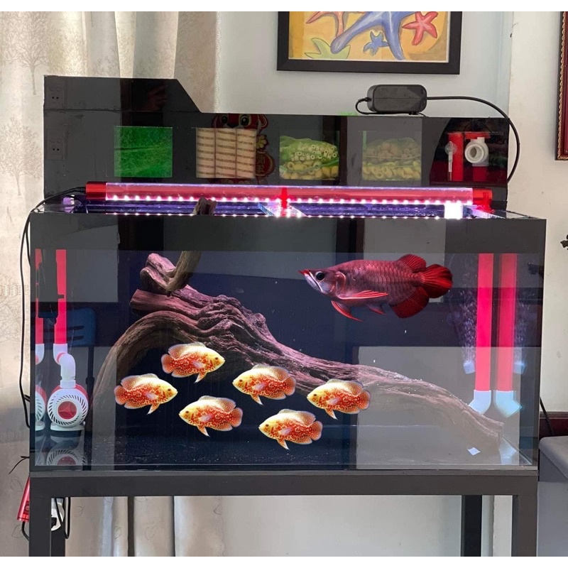Đèn Led Belos No.1 Màu Đỏ, Vàng & Trắng 5 Hàng Bóng Giúp Tanning Cá Rồng Hoặc Đánh Màu Cá