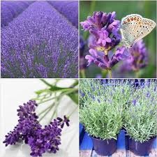 50h hạt giống hoa oải hương Lavender