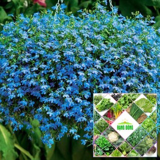 HẠT GIỐNG HOA LOBELIA RŨ THE GARDEN