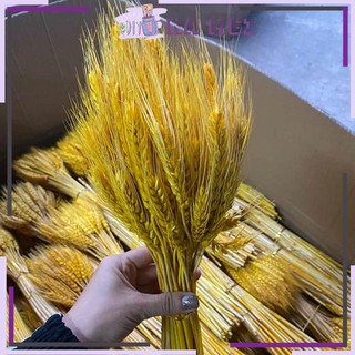 Bông Lúa Mạch Khô Décor Sét 100 Bông