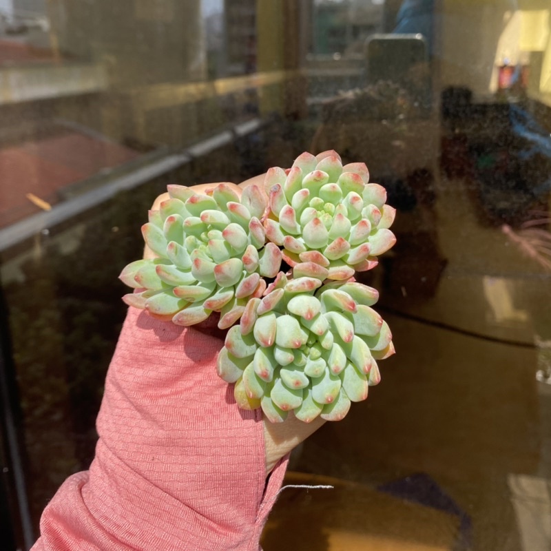 Sen Đá Táo Xanh Mini