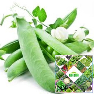 10gr hạt giống đậu hà lan