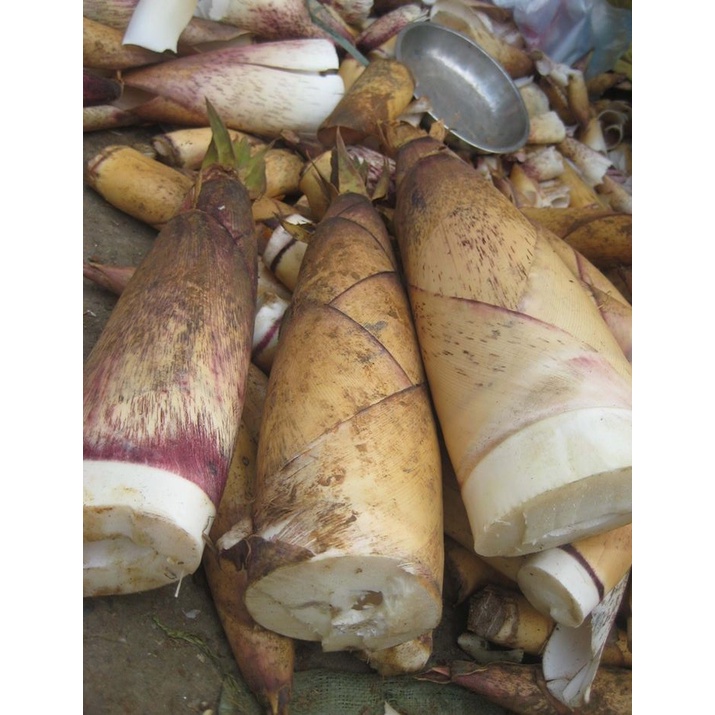 Măng Đắng Rừng    Em Đào Bán Tươi Trong Ngày