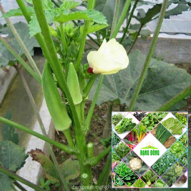 10 hạt giống đậu bắp xanh