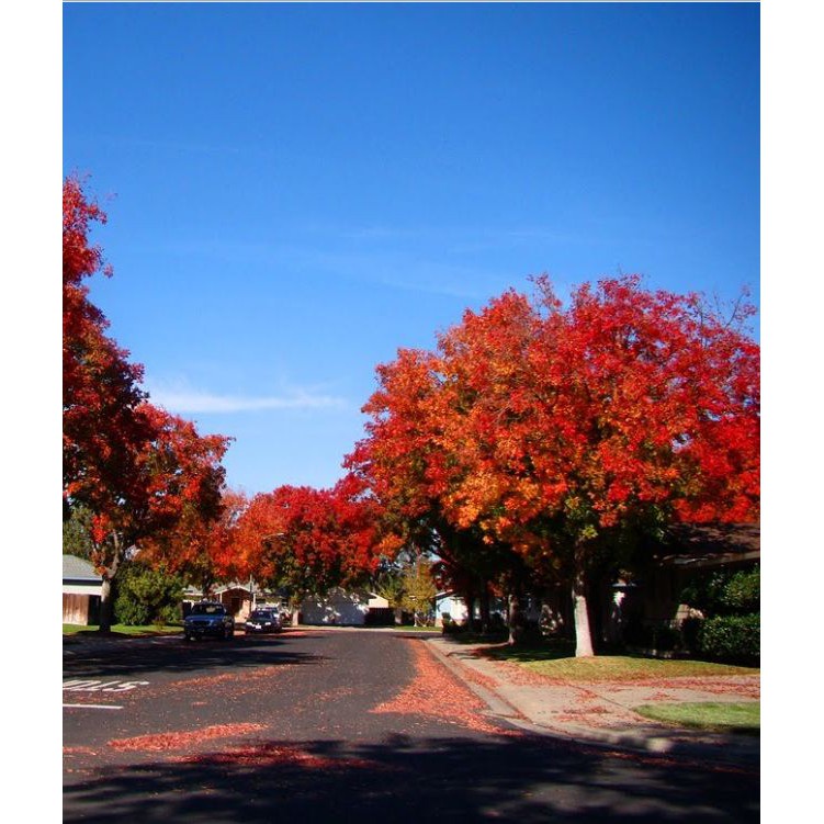 Hạt giống cây Phong Lá Đỏ Nhật Bản  - tăng viên nén ươm hạt