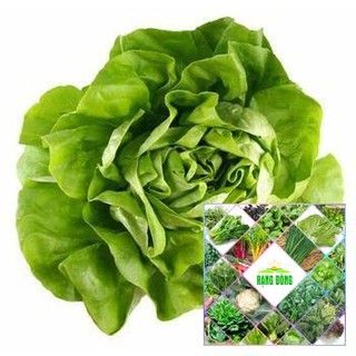 Gói 5 gr hạt giống xà lách chịu nhiệt
