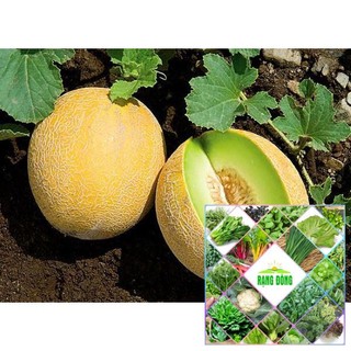 Gói 20 hạt giống dưa lưới vàng
