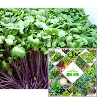 gói 20 gr hạt giống mầm củ cải đỏ HAT F1