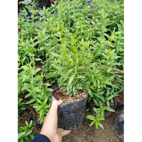 CÂY LỰU LÙN ĐỎ CAO SẢN F1.RA TRÁI SAU 3 THÁNG TRỒNG