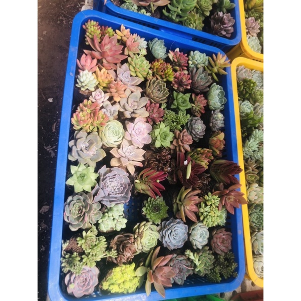 Sen đá size nhỏ 6cm combo 11 cây 99k