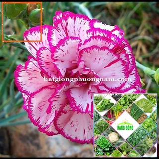 100H - HẠT GIỐNG HOA CẨM CHƯỚNG KÉP MIX Hạt Giống Nông Trại Xanh THE GARDEN