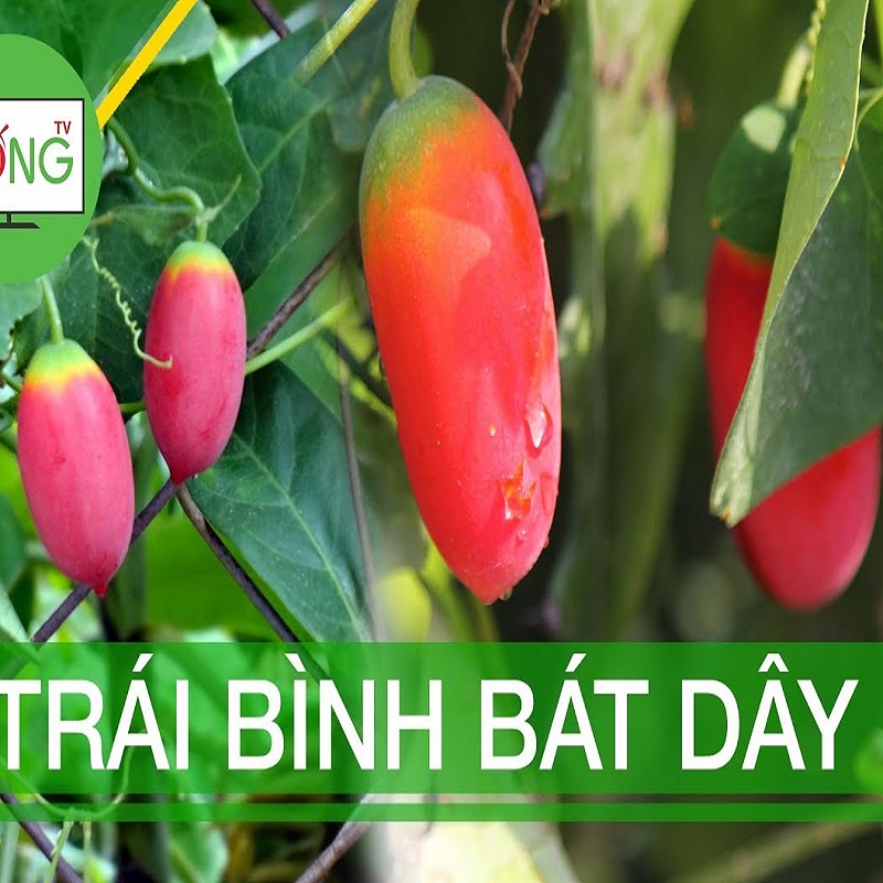 Trái Bình Bát Dây tươi 1kg