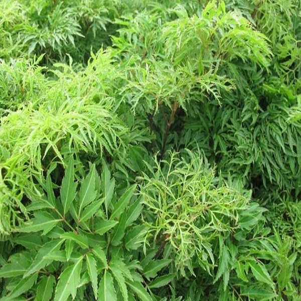 Lá Đinh Lăng Nếp tươi 500gr