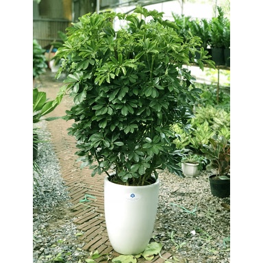 CÂY NGŨ GIA BÌ CHÂN CHIM LÁ XANH - cây giống ươm bầu