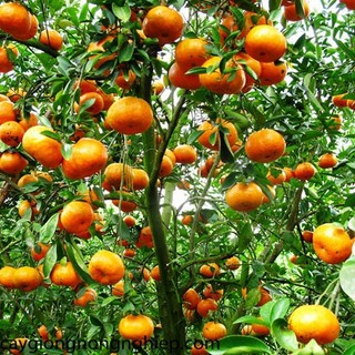 Cây quýt đường Thái Lan, cam kết giống khỏe mạnh - đảm bảo chất lượng