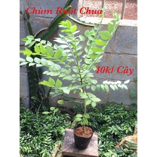 Cây Chùm ruột chua. Tầm ruột.