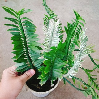 Cây Chân Rết - Cây cảnh mini