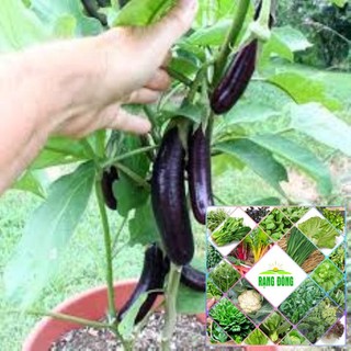 50 hat giống cà tím dài đen