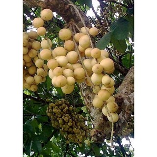 CÂY GIỐNG bòn bon ( cây giống siêu sớm có bảo hành)