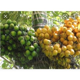 Cây cau ăn quả giống