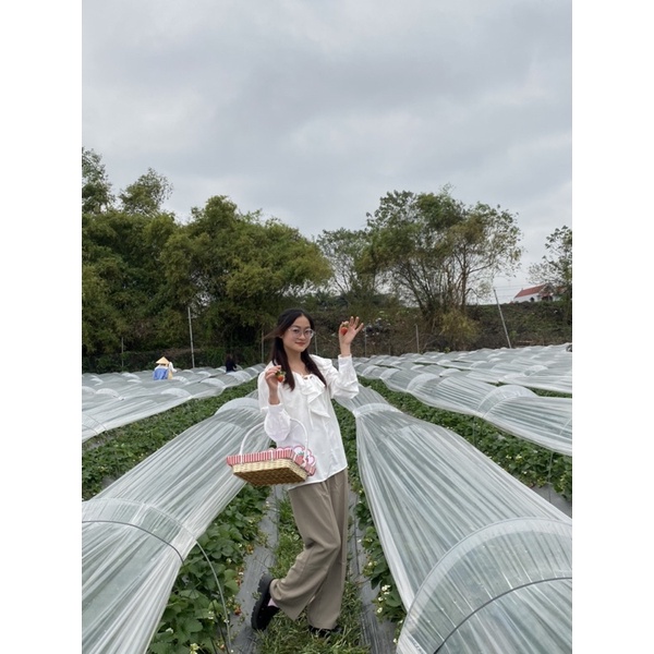 Sét sơmi cổ bèo +gile ziczac