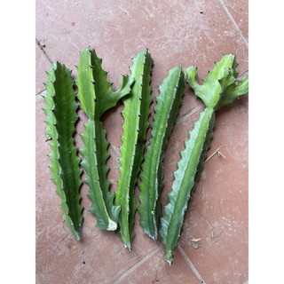 Xương rồng 3 cạnh