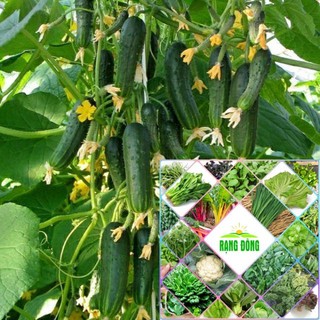 Gói 30 hạt giống dưa chuột bao tử HAT F1