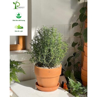Cây hương thảo Mix chậu