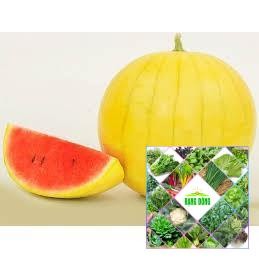 Gói 10 hạt giống dưa hấu vàng ruột đỏ