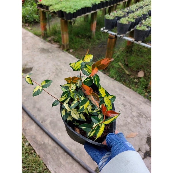 Thằn lằng ngũ sắc