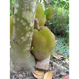 Cây giống Mít Ruột Đỏ sơ đỏ GDFG ( chuyên cây giống )
