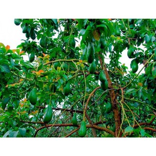 CÂY BƠ 34 GIỐNG