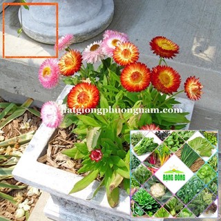 100H - HẠT GIỐNG HOA BẤT TỬ Hạt Giống Nông Trại Xanh THE GARDEN