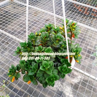 Cây cá vàng giỏ treo TO
